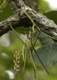 Cleisostoma fuerstenbergianum in habitat