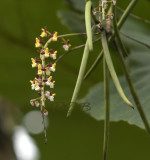 Cleisostoma fuerstenbergianum