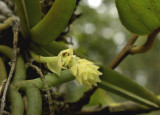 Cleisomeria sp.