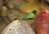 Neurobasis chinensis, male