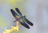 Rhyothemis plutonia