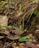 Peristylus lacertifer