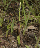 Peristylus intrudens