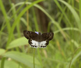 Tagiades menaka
