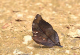 Doleschallia bisaltide, autumn leaf