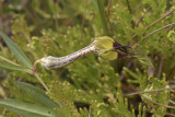 Ceropegia cochleata
