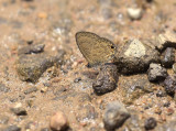Prosotos gracilis