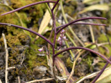 Cleisostoma rolfeanum, lithophyte