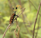 Kwastjes boktor. Aristobia approximator