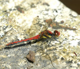 Sympetrum hypomelas