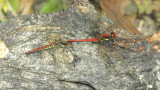 Sympetrum hypomelas, tandem