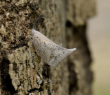 Flatidae, imago