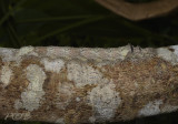 Caterpillar 20 cm