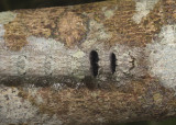 Caterpillar 20 cm, rear