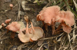 Cantharellus