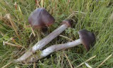 Grote veenmos satijnzwam, Entoloma sphagneti