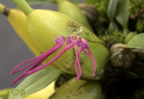 Bulbophyllum nippondii, flowers 3 x 27 mm