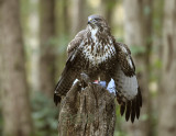 Meest voorkomende kleur en tekening bij de buizerd.