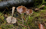 Franjebreeksteeltjes, Pholiotina velata