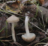 Bleke elzenzompzwam, Alnicola melinoides, micorrhiza's aan de steel