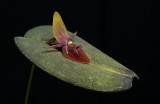 Gallery Pleurothallis - Acronia species