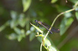 Libellago sp. 