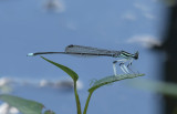 Malaengpo Thai - Some dragonflies from Thailand-Laos