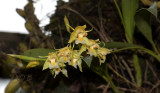 Gallery coelogyne orchids