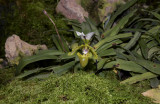 Paphiopedilum spicerianum