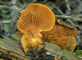 Gallery oesterzwam, pleurotus