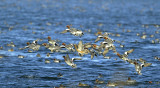 18 mannen vechten om 1 vrouw. 18 male fight for 1 female.