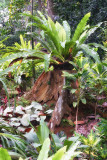 Bogor Botanical Gardens - Kebun Raya – Indonesia 2018