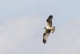 Osprey2.jpg