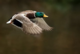 Mallard in flight