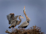 Heron dance