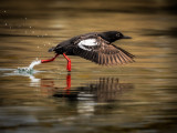 Avian_sprinter