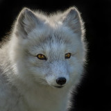 All_about_the_eyes 2