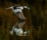 Buffled_Head_reflection