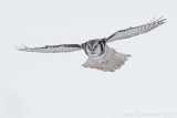 Sperweruil - Northern Hawk Owl - Surnia ulula