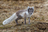 Poolvos - Arctic Fox - Vulpes lagopus