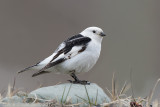 Sneeuwgors - Snow Bunting - Plectrophenax nivalis