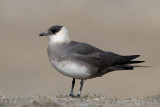 Kleine Jager - Parasitic Skua (Jaeger) - Stercorarius parasiticus