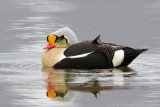 Koningseider - King Eider - Somateria spectabilis