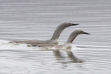 Roodkeelduiker - Red-throated Diver (Loon) - Gavia stellata