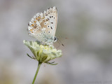 Bleek Blauwtje - Chalkhill Blue - Polyommatus coridon