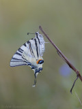 Koningspage - Scarce Swallowtail - Iphiclides podalirius