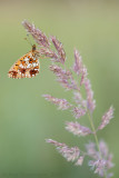 Zilveren Maan - Small Pearl-bordered Fritillary - Boloria selene