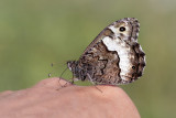 Grote Boswachter - Woodland Grayling - Hipparchia fagi