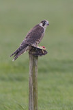 Slechtvalk - Peregrine Falcon - Falco peregrinus