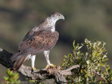 Havikarend - Bonellis eagle - Aquila fasciata